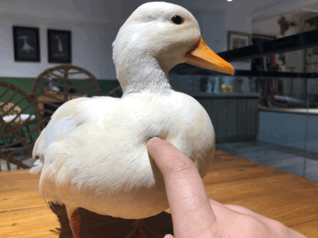 它们的羽毛摸起来手感特别顺滑,比小猫小狗的还要舒服~这里的鸭子非常