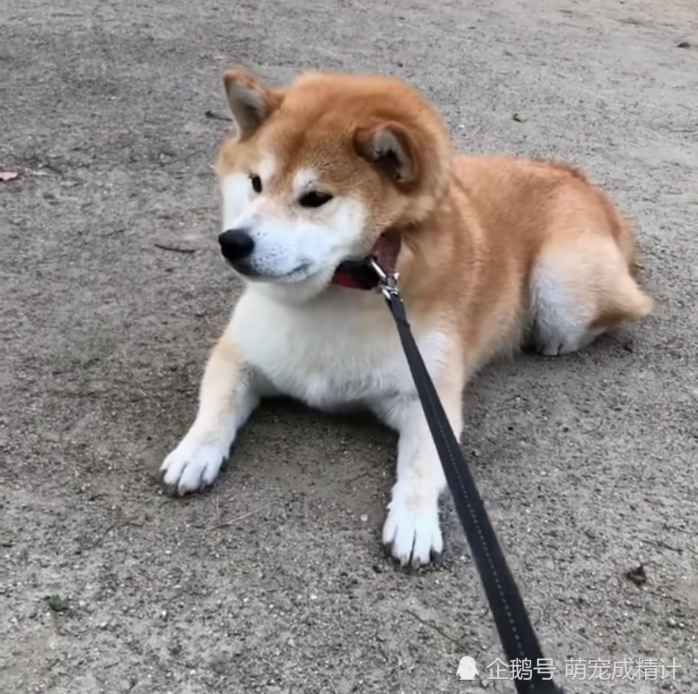 整蛊柴犬日常表情包抵达,无奈小柴!