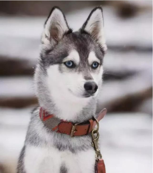 哈士奇"祸祸"了柴犬,生下一只混血小奶狗,网友:又一盛世美颜