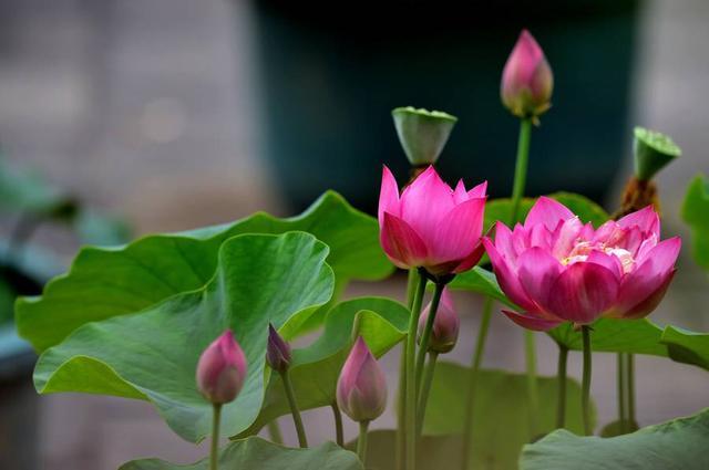 莲花在佛教中是十分受到珍视的植物,诸佛菩萨大多以莲花为座.
