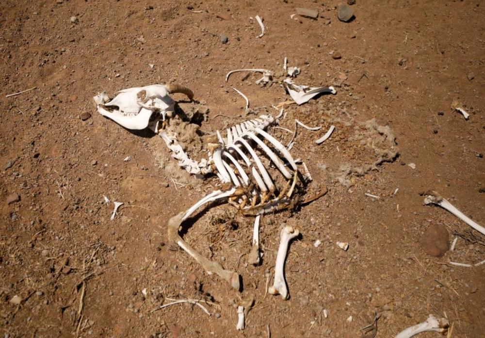 百年来最严重干旱侵袭南非,数千只动物死亡,尸骸到处散落
