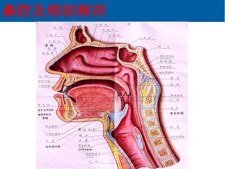 镜子下解剖