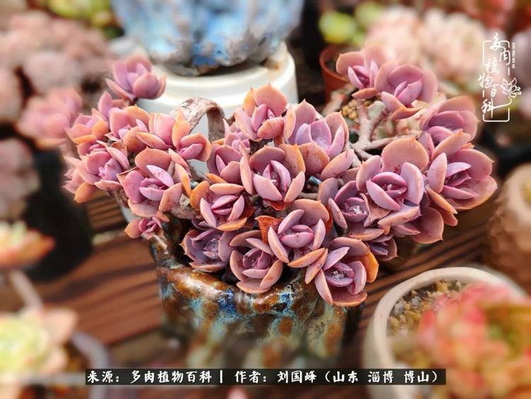梦幻玫瑰