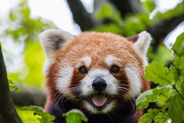 小熊猫并不属于浣熊科,也不属于熊科