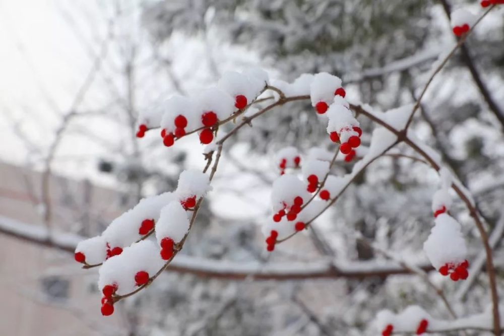 有暖阳 有积极向上的航天人 也有因你而精彩的"航天雪景" 叶子红透时