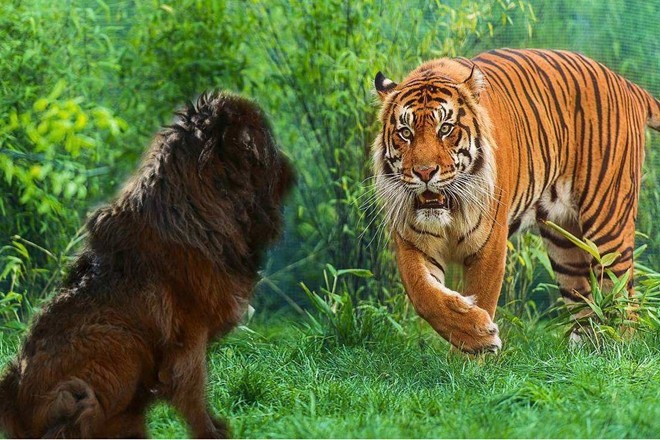 如果藏獒与狮子或者老虎对战,有几成胜算呢?