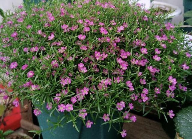 满天星,吊兰,植株,花卉,花朵,花苞