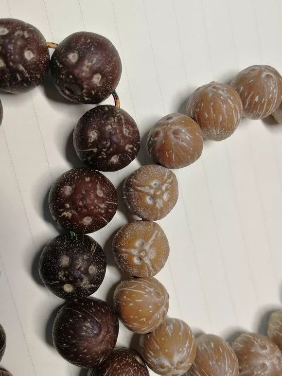1000多块钱一条的紫金鼠,玩出来什么样!