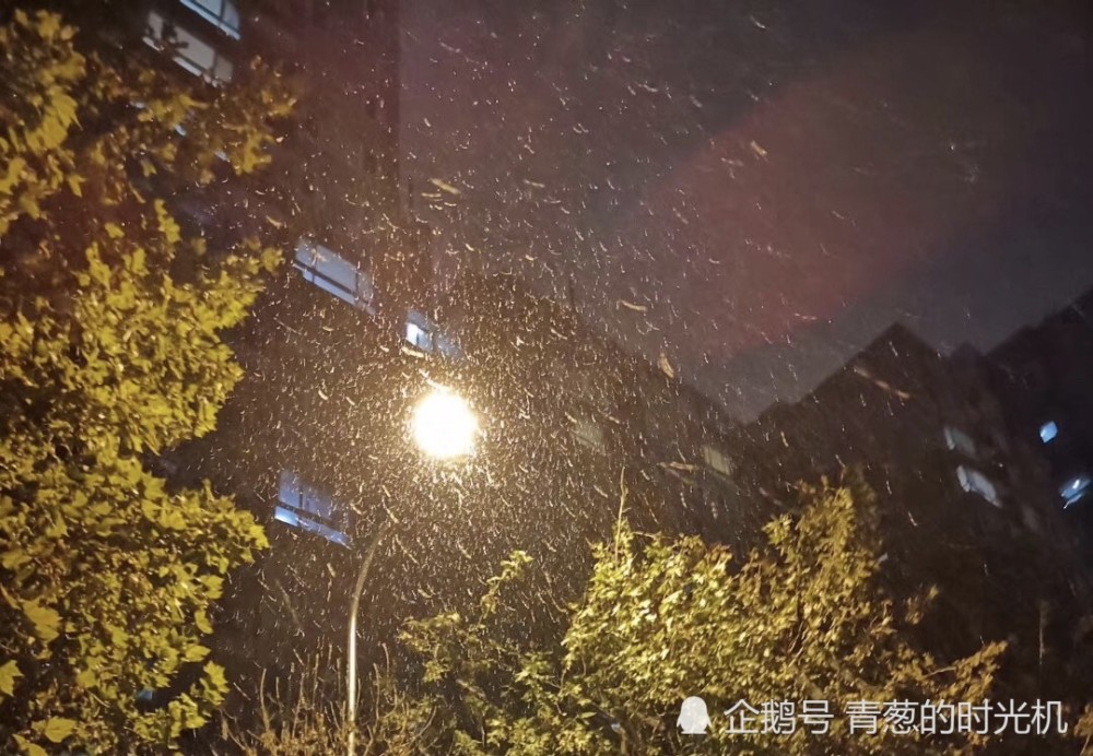 故乡下雪了,你今年过年回家吗?