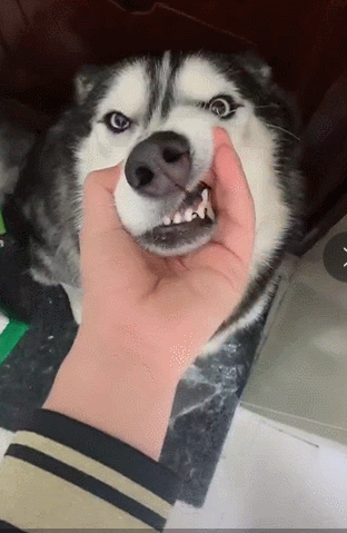 哈士奇,警犬