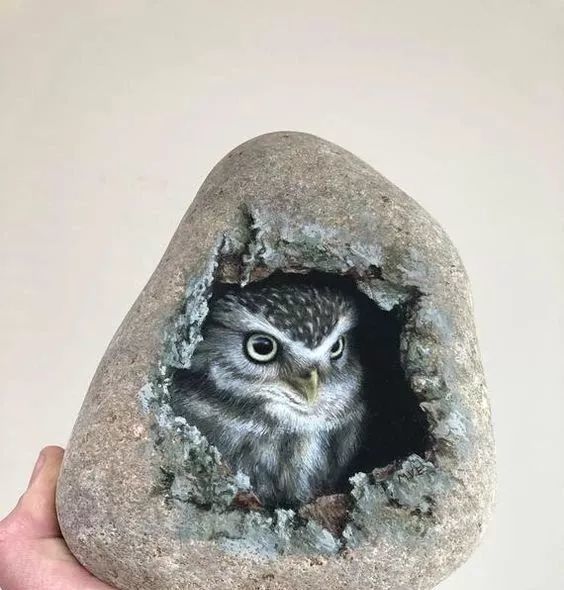 长在石头上的小动物们