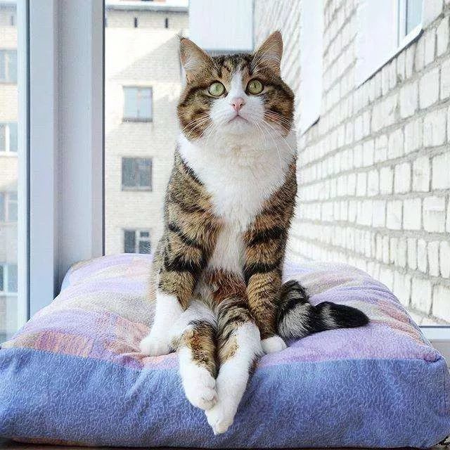 猫咪,铲屎官,折耳猫,白萝卜