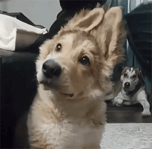 壁纸 动物 狗 狗狗 300_294 gif 动态图 动图