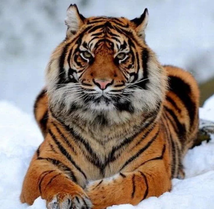 老虎,森林之王,不杀,动物世界