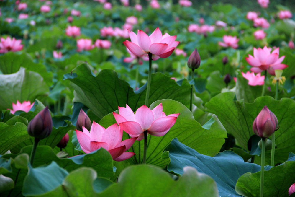 接天莲叶无穷碧,映日荷花别样红.