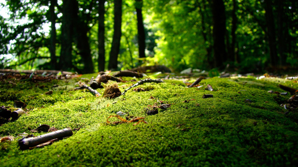 绿色清新森林护眼壁纸,最好的风景都在眼前