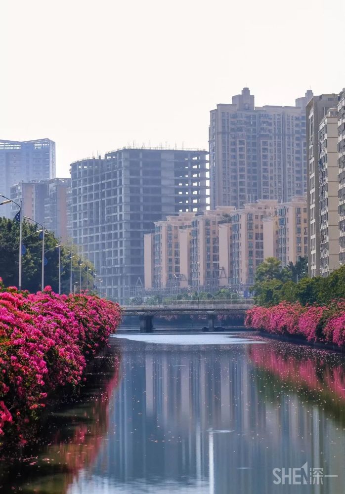 西乡河,西乡,深圳,大铲湾