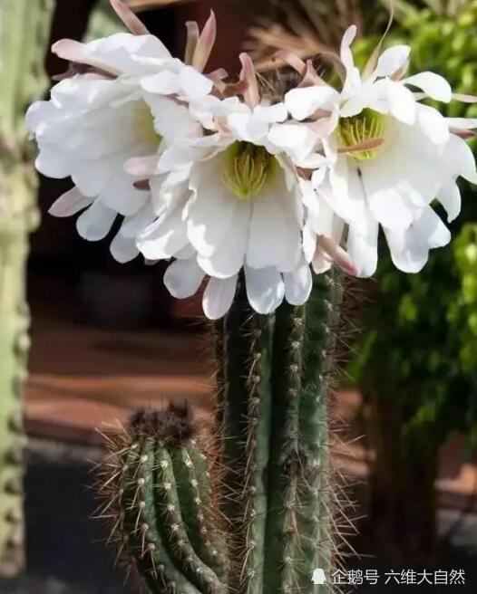 巨柱仙人掌,仙人掌,沙漠,植物,科普