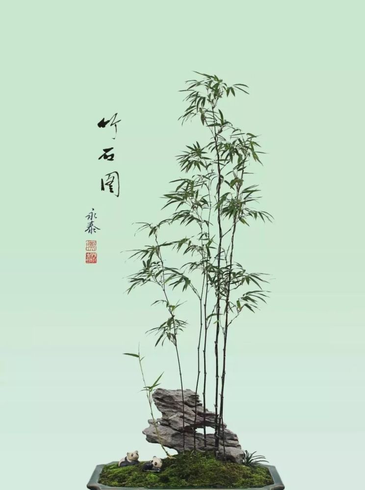 盆景,叶为魂,竹子,观音竹