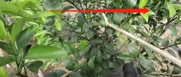柑橘一,二年树怎样修剪?短截不当,无效枝长,弱枝少,挂果就少