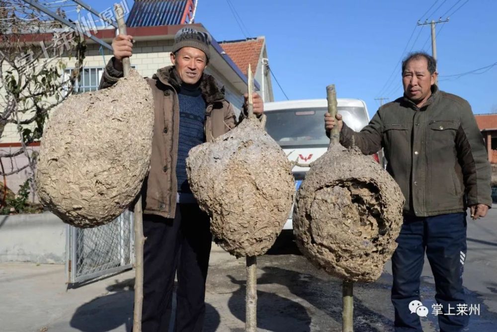 莱州大哥发现个大家伙!轰动全村,这东西处理不好