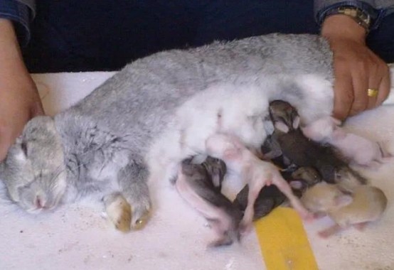 刚出生的小兔子,为什么兔妈妈会选择咬死它们?看完涨见识了