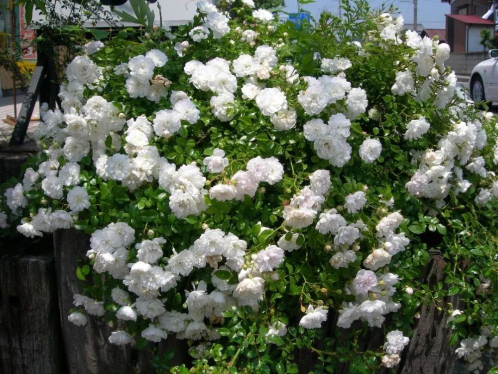 白雪公主是荷兰lex公司推出的白色切花月季,茎干粗且直立,花期久