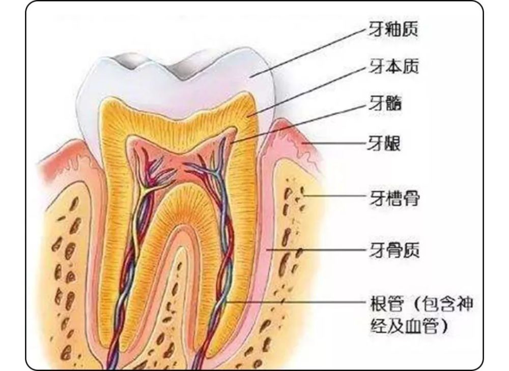 牙齿,牙釉质,牙刷,牙疼,牙龈