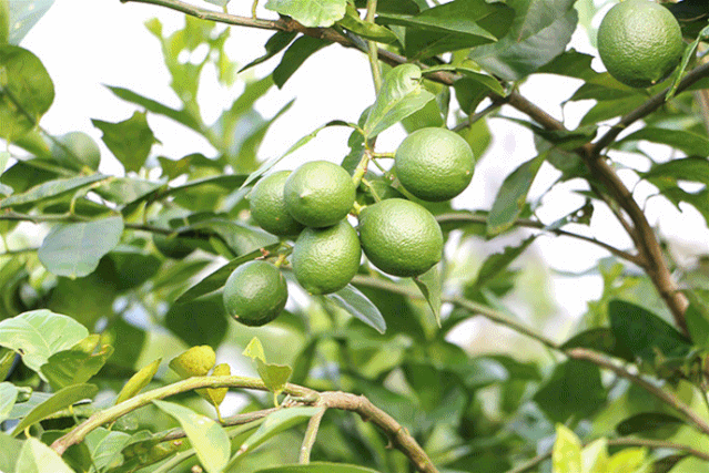 壁纸 果树 矢量 树 水果 小果 植物 639_427 gif 动态图 动图