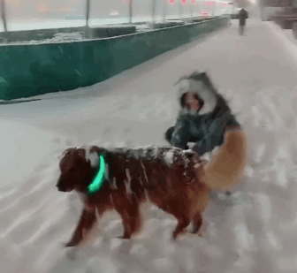 带狗玩雪,狗拉雪橇,打雪仗都弱爆了,试试雪地报仇法吧
