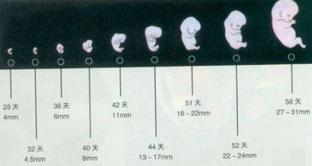 也就是56天,进入怀孕第9周,我们的胎宝宝就是一个小小胎儿了,这是胎