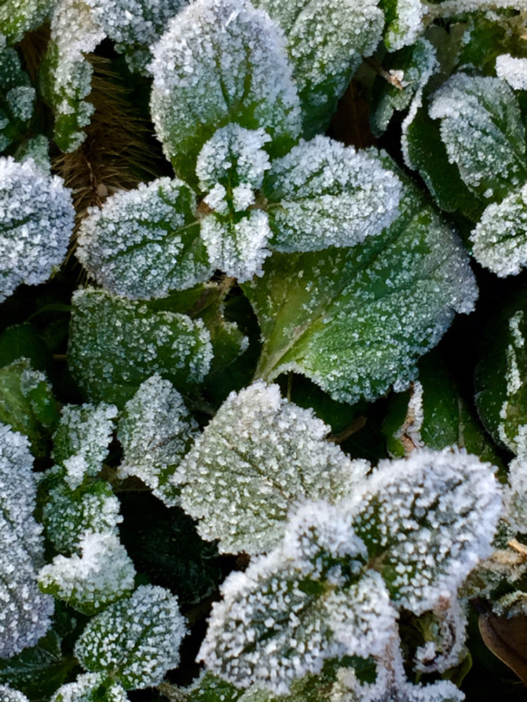 霜降,霜冻,节气