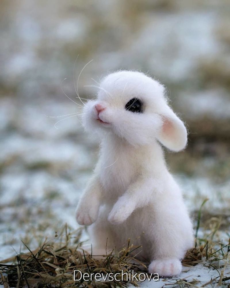 艺术家做出"超逼真羊毛毡"的可爱动物 小兔子"水汪汪大眼"让人想抱紧