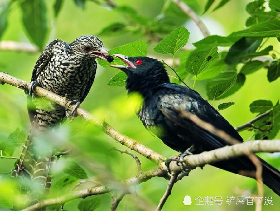 叫声恐怖的"鬼鸟",民间又叫冤魂鸟,只闻其声不见其影