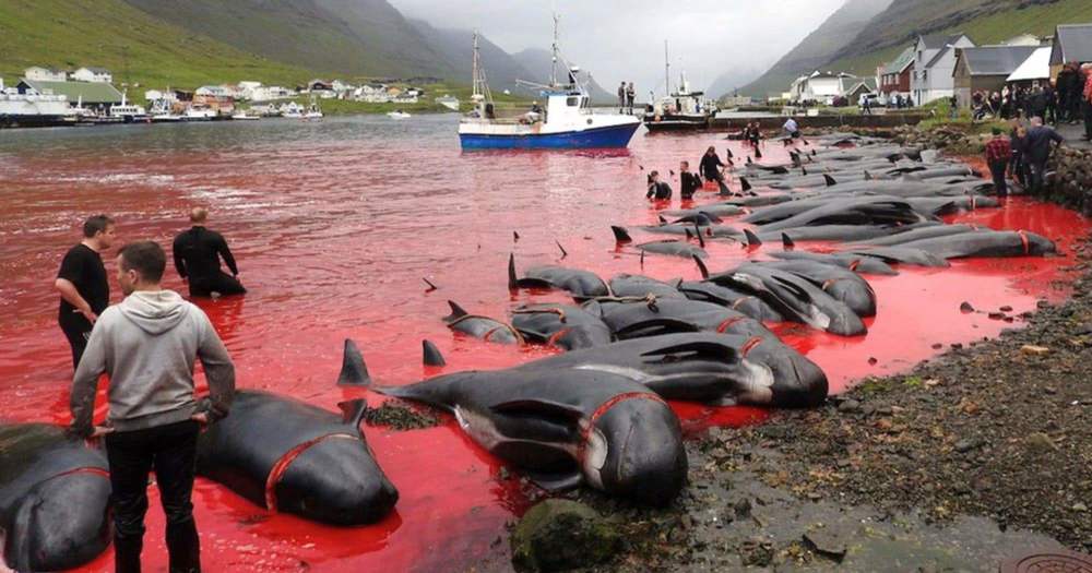 日本著名的海豚湾事件,也是一场对海洋生物虐杀的悲剧,当地村民每年