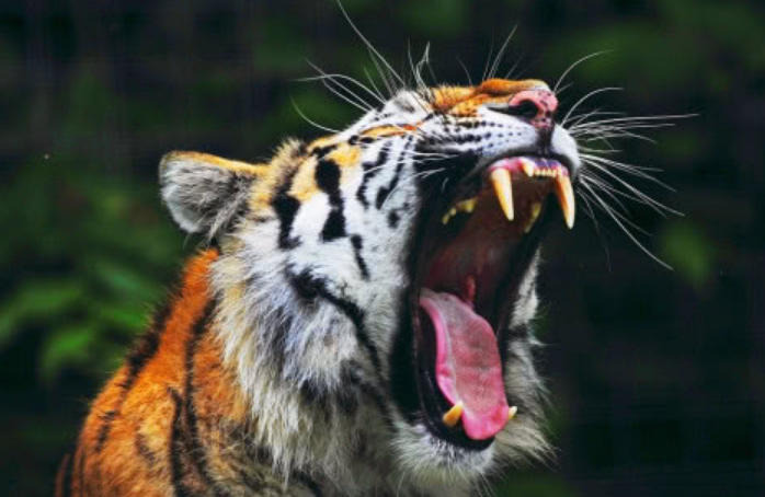 世界上最凶残的老虎,经常袭击附近的村庄,被捕杀后才发现真相