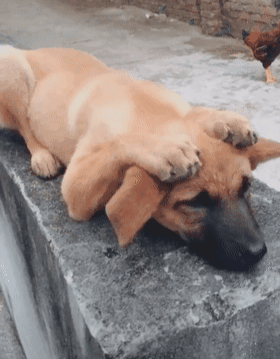 壁纸 动物 狗 狗狗 280_359 竖版 竖屏 手机 gif 动态图 动图