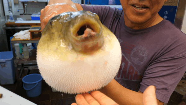 看似一副人蓄无害 岁月静好的样子 其实 河豚体内是含有剧毒 !