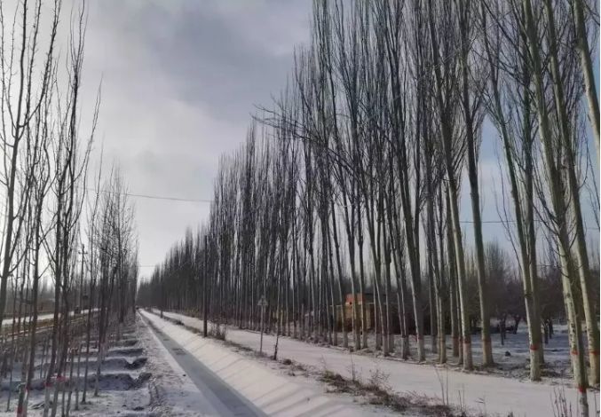 策勒县博斯坦乡雪景(郑子林摄)