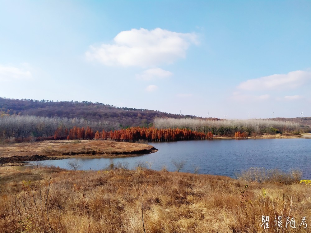 南京止马岭森林公园和大泉湖池杉林秋景,让人理解什么