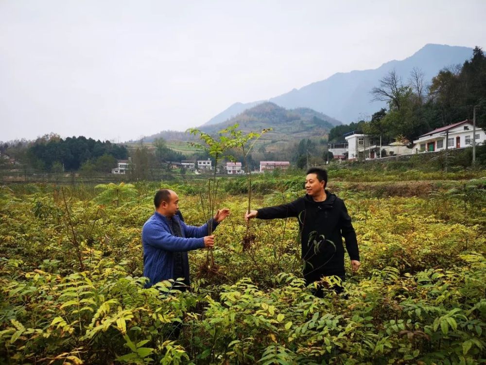大安镇,宁强县,金牛社区,村集体经济,贫困户,合作社