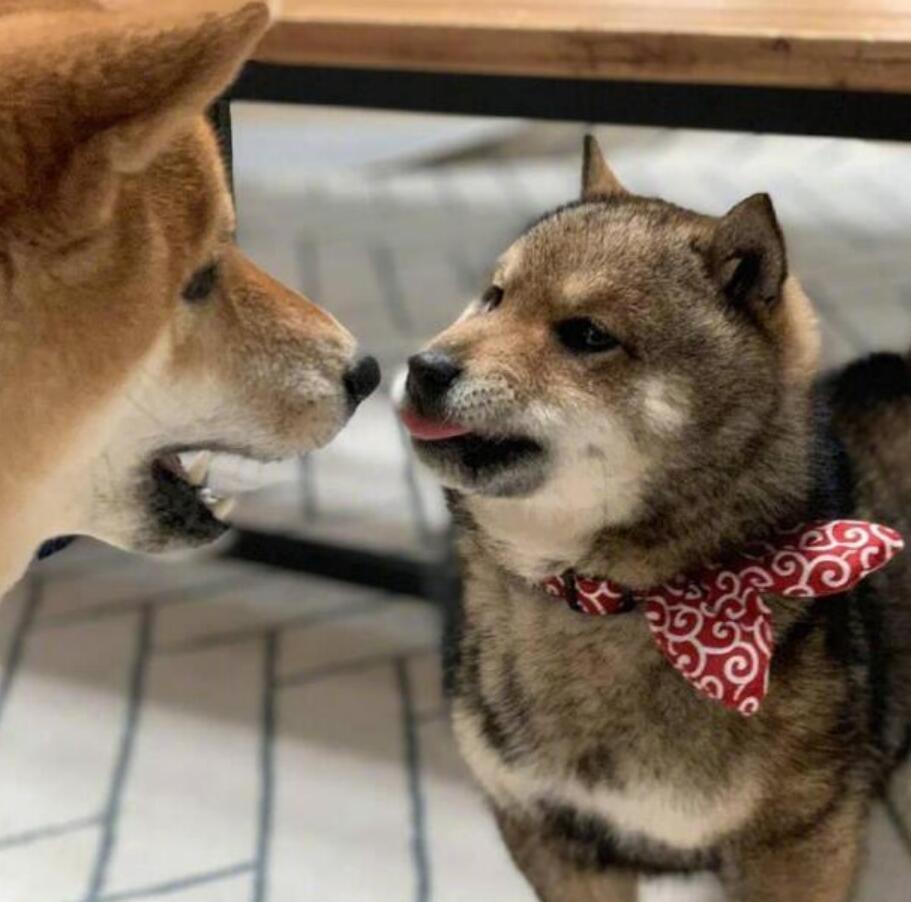 柴犬妈妈教训小柴犬,结果小柴犬一脸不服,还和妈妈吐舌头