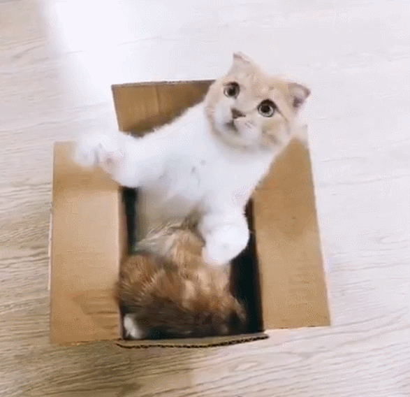猫咪化身