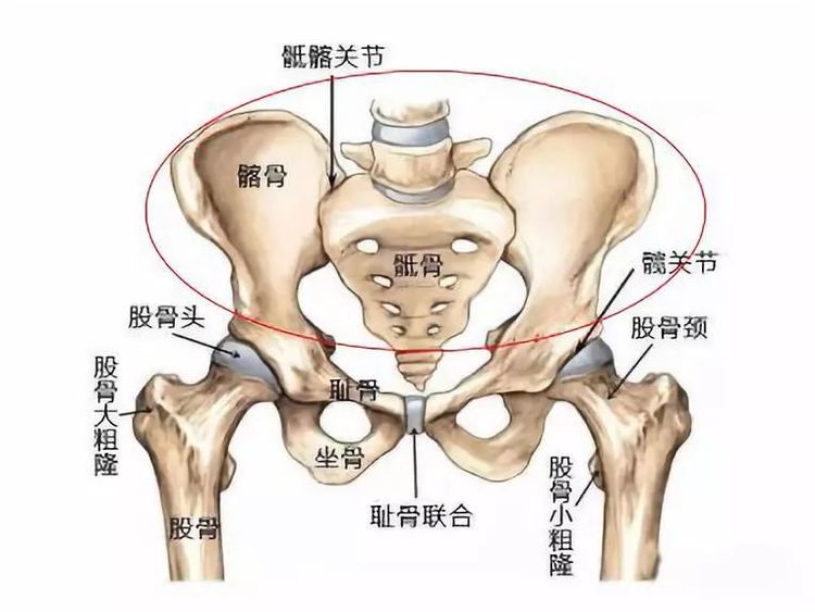 产后屁股大,漏尿,耻骨痛,腰痛……该做盆底肌修复还是