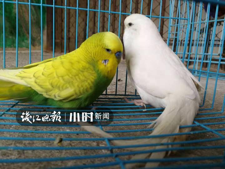 (这是从别人家缴获的虎皮鹦鹉.)
