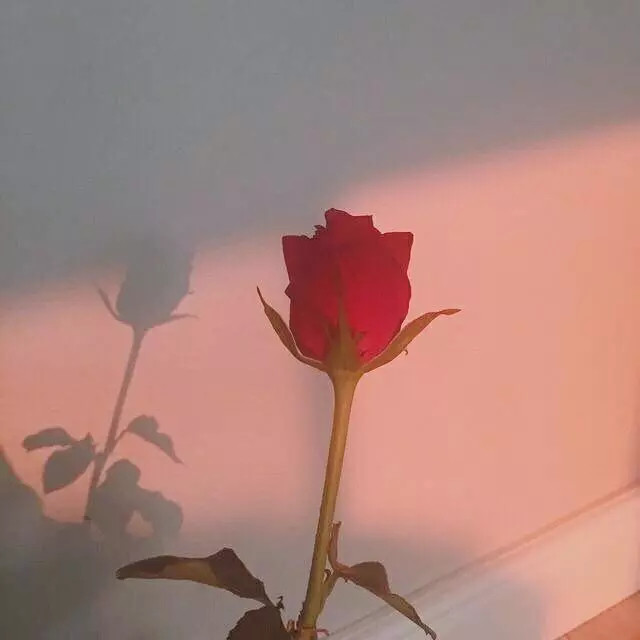 qq上比较接地气的好句子,句句现实,让你不得不服!