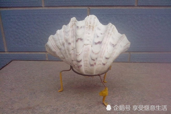世界上最大贝壳,有"食人蚌"之称,如今已成易危物种