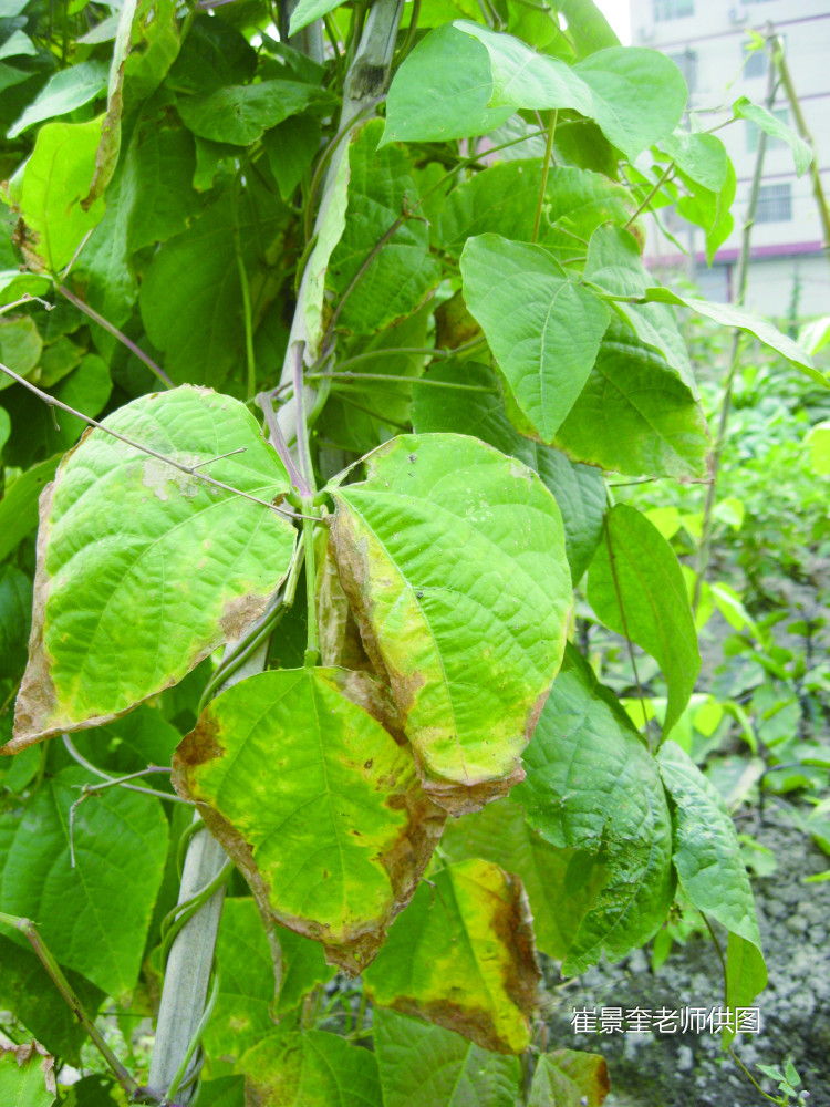 豇豆,植株,叶脉,施肥,钾肥