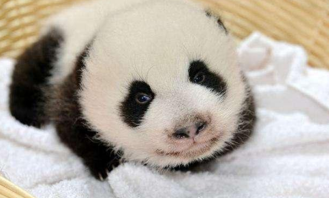 小时候的大熊猫可不好看,刚出生的大熊猫浑身粉嘟嘟的,毛都没几根