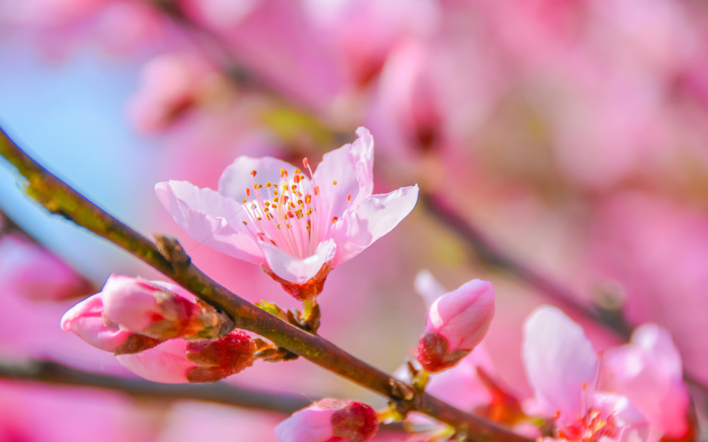 唯美绽放樱花,微距摄影高清壁纸,美不胜收